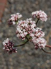 Image result for Valeriana capensis