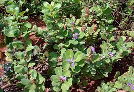Image result for Vitex obovata