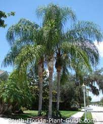 Pin By Angie Dean On Plants For South Florida Palm Trees Landscaping Queen Palm Tree Florida Palm Trees