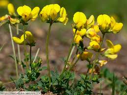 Image result for Lotus corniculatus