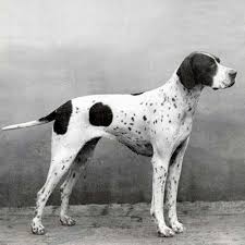 Black And White Pointer Dog Pointer Dog Breed Information English Pointer Dog Pointer Dog English Pointer Puppy