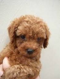 Always consider adopting a dog instead or buying one. Pin On Poodle