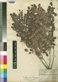 Image result for Calycosiphonia spathicalyx