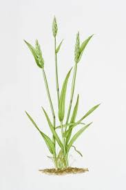 Image result for Anthoxanthum