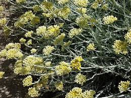 Image result for Helichrysum lastii