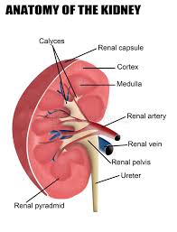 Anatomy Of The Kidney Vector Illustration For Basic Medical Education For Cli Aff Vector Ill Renal Liver And Kidney Cleanse Polycystic Kidney Disease