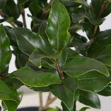 Flowerwood Outdoor Live Waxy Curly Leaf Evergreen Shrub 2 5 Qt Walmart Com Evergreen Shrubs Flowering Bushes Fragrant Flowers