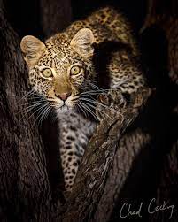 Amazing Wild Animals Portraits By Chad Cocking Wild Animals Photography Animals Wild Animals