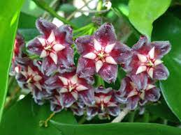 Pin On Hoya Lover Jan In Swfl Photos Of Hoya Flowers And Plants