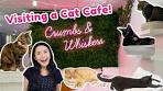 Video Visiting a CAT CAFE! | Crumbs & Whiskers, DC - YouTube