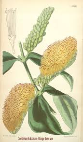 Image result for Combretum mkuzense