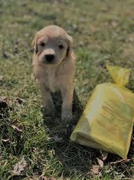 Browse thru goldendoodle puppies for sale near toms river, new jersey, usa area listings on puppyfinder.com to find your perfect puppy. Goldendoodle Puppies For Sale In New Jersey New York Pennsylvania