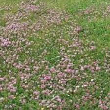 Thus, your lawn will lose its appeal over the course of time. Daisy Clover Heritage Lawn Grass Seed Grass Seed Wildflower Seed