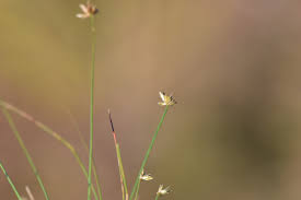 Image result for Bulbostylis densa