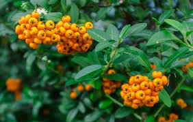 Image result for Pyracantha coccinea golden charmer