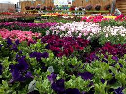 Maybe you would like to learn more about one of these? O Toole S Garden Center Littleton 5201 S Federal Blvd Littleton Co Nurseries Mapquest
