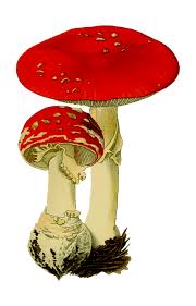 Image Gratuite Sur Pixabay Champignons Champignon Champignon Dessin Images Gratuites Champignon