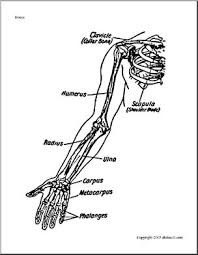 Maybe you would like to learn more about one of these? Bone Diagrams Shoulder And Arm Labeled Abcteach