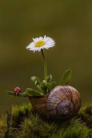 Earthlyenchantment Via Pinterest Le Catalogue Des Idees Du Monde Papatyalar Resim Resimler