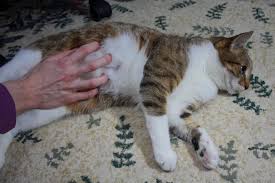 About 50% of tumors occurring in canine and feline breast tissue are cancerous (malignant). How Many Nipples Do Cats Have Do Male Cats Have Nipples