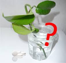 Check spelling or type a new query. Garden Myth Aspirin As Rooting Hormone Laidback Gardener