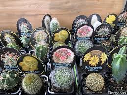 It is an easy to grow cacti plant that is very popular with gardeners because of its stunning appearance, ease of care and its relatively easily handles spines. 59 Different Succulent Types With Names And Pictures Florgeous