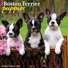 Portrait of a boston terrier dog. Just Boston Terrier Puppies 2021 Calendar Willow Creek Press Amazon De Bucher