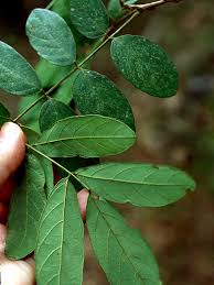 Image result for Lonchocarpus