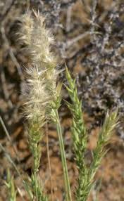 Image result for Enneapogon