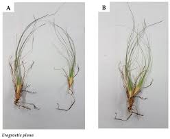 Image result for Eragrostis aethiopica