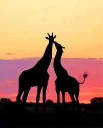 Last year, i had my 6th graders make sunset silhouette pictures with a watercolor background, and sharpie marker (fine and ultra fine tip) for the silhouettes. Giraffes Silhouette Sunset Animals Paint By Numbers Numpaint Paint By Numbers