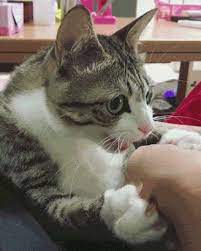 zadumalsya cats funny dog videos funny cat videos