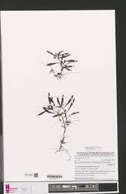 Image result for Virectaria