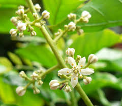 Image result for Clausena lansium