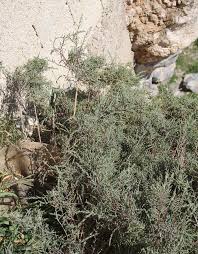 Image result for Salsola rabieana