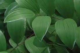 Image result for Ophrypetalum odoratum