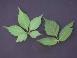 We did not find results for: Pin On Weed Identification And Control