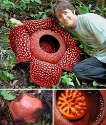 Names of flowers in hindi and english: Rafflesia Meaning In Hindi Beautifull Flowers