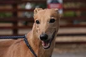 Purchasing travel insurance can give you some peace of mind to help guard against the unexpected. Pet Insurance From Greyhound Trust
