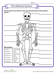 Skeletal System Quiz Worksheet Education Com Skeletal System Worksheet Human Body Worksheets Human Body Systems
