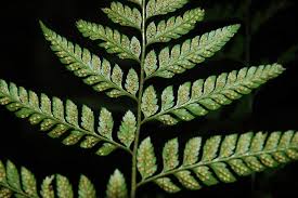 Image result for Arachniodes webbiana