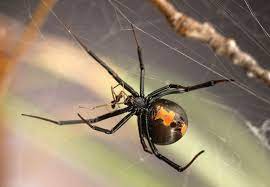 It is said that the black widow earned her unfortunate name because the female will eat the male directly after mating. How Male Widow Spiders Avoid Being Cannibalized During Sex