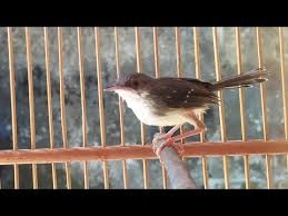 Harga ciblek dada putih yang sudah mulai menunjukkan bakat gacor cukup mahal yaitu rp 350.000. Suara Burung Ciblek Kristal Betina
