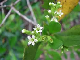 Image result for Lumnitzera racemosa
