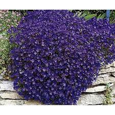 Image result for foto Lobelka