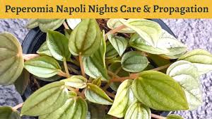 It is endemic to ecuador. Peperomia Napoli Nights Care And Propagation Youtube