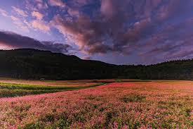 いいね 161件 コメント3件 natsuko f natsuinsta のinstagramアカウント autumn dusk 日没後真っ暗になる直前についた赤そばの里 長野はまだまだ未開拓の場所がたくさん 写真は鮮度 季節物 natural landmarks landmarks nature