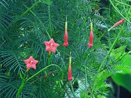 Ipomoea Quamoclit Cypress Vine Vines Lily Pads