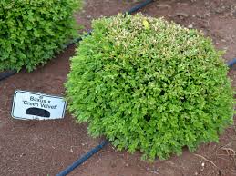 Heavy shade will produce a more open habit with sparse foliage. Boxwood Care Newgen Boxwood