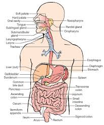 The Human Digestive System In Detail Www Anatomynote Com Human Body Diagram Human Digestive System Digestive System Anatomy